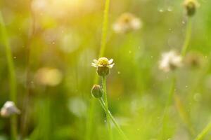 Flower grass with Sunlight photo