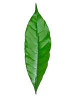 Crepe Jasmine, East Indian Rosebay leaf photo