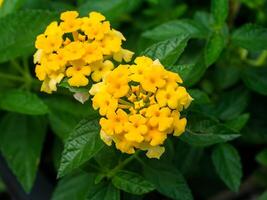 Close up of Lantana camara flower. photo