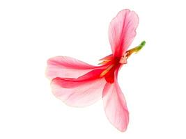 Pink Indian shot flower photo