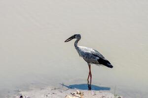 Asian Openbill bird. photo