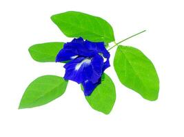 Blue Pea or Butterfly Pea. photo