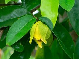 Close up Soursop flower photo