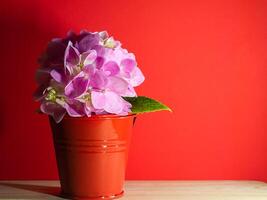 cerrar flor de hortensia foto