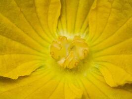 Pollen of Pumpkin flower. photo