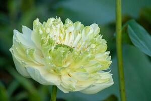 Green and white lotus flower photo