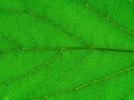 Close up green leaf. photo