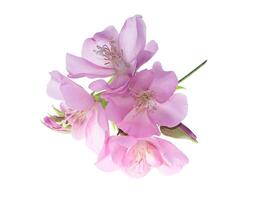 Close up of Pink Dombeya flower photo