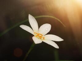 hermosa lluvia lirio flor foto