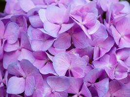 cerca arriba Hortensia flor. foto