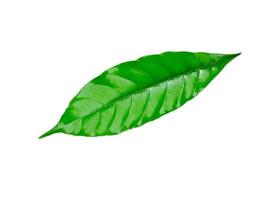 Crepe Jasmine, East Indian Rosebay leaf photo