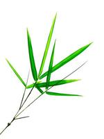 hojas de bambú sobre fondo blanco foto