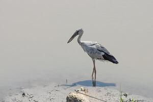 Asian Openbill bird. photo