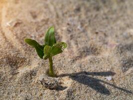 Small trees are growing on the desert. photo