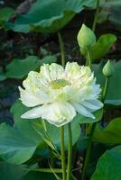 verde y blanco loto flor foto