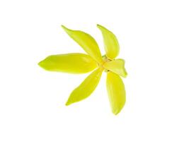 fragante flores de alpinismo Ylang Ylang foto