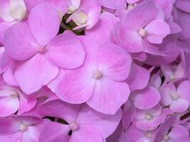 cerca arriba Hortensia flor. foto