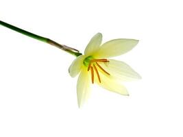 Beautiful rain lily flower photo