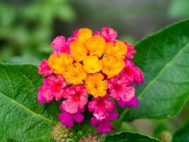 Close up of Lantana camara flower. photo