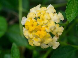 Close up of Lantana camara flower. photo