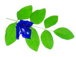 Blue Pea or Butterfly Pea. photo