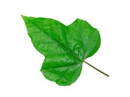 pasionaria edulis hojas. foto