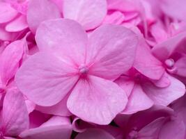 cerca arriba Hortensia flor. foto