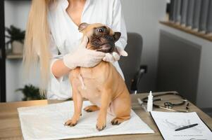 medicine, pet care and people concept - close up of french bulldog dog and veterinarian doctor hand at vet clinic photo