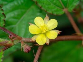 Nalta Jute flower photo