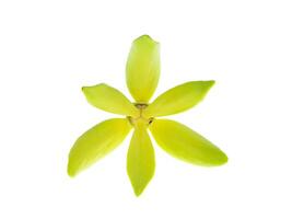 fragante flores de alpinismo Ylang Ylang foto