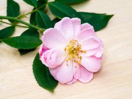 pink of Damask Rose flower. photo