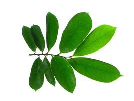 Soursop leaves on white background photo