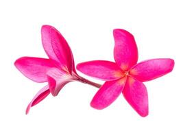 Close up of Frangipani flower photo