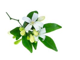 Orange Jasmine flower photo