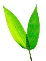 Bamboo leaves on white background photo