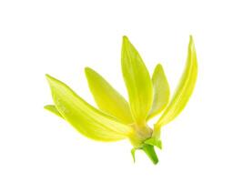 fragante flores de alpinismo Ylang Ylang foto