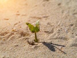 Small trees are growing on the desert. photo