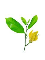 fragrant flowers of climbing ylang-ylang photo