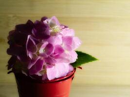 cerrar flor de hortensia foto
