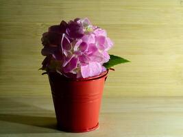 Close up Hydrangea flower photo