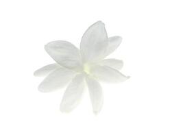 Close up of jasmine flower. photo