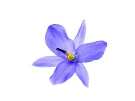 Close up violet flower. photo