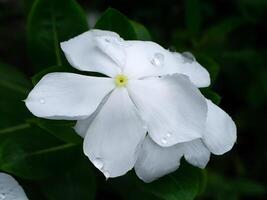 Catharanthus roseus flower photo