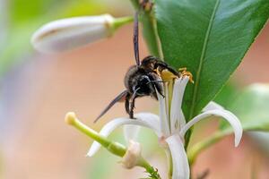 Frontal view of a carpenter bee on a white lemon flower photo