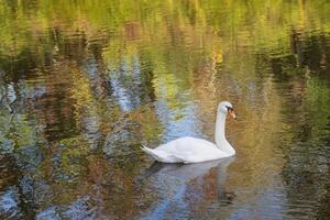 Beautiful White Swan Glides on the Water Surface with Reflection of Nearby Trees photo