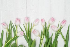 Spring Background Pink and White Tulips on White Barnwood photo