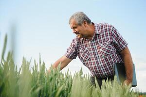 Agricultural engineer at the field inspection. Farmer stands in wheat field with folder in hands checks the harvest. photo