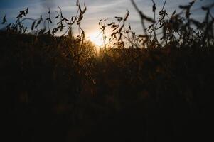 Soybean pods on the plantation at sunset. Agricultural photography. photo