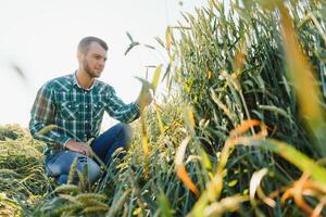 Happy mature technician checking the growth of the wheat for a quality control in a cereal field in summer photo