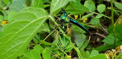 Green insect, jewel beetles or metallic wood boring beetles on green branch or leaf and flying with blurred tree background in deep forest. Animal, Wild life and Beauty of Nature concept photo